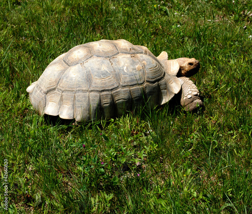 Photo: Tortoise Tortoise