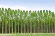 Eucalyptus forest in Thailand