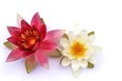 zwei Lotusblüten auf weissem Untergrund