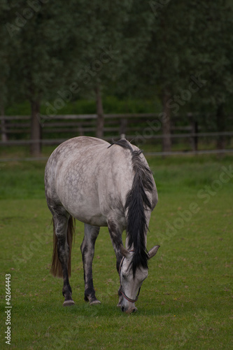 Foto: Horse 4 Horse 4