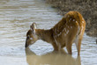 Nyala, Yorkshire Wildflife Park, Doncaster, UK