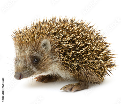 Photo: hedgehog isolated hedgehog isolated