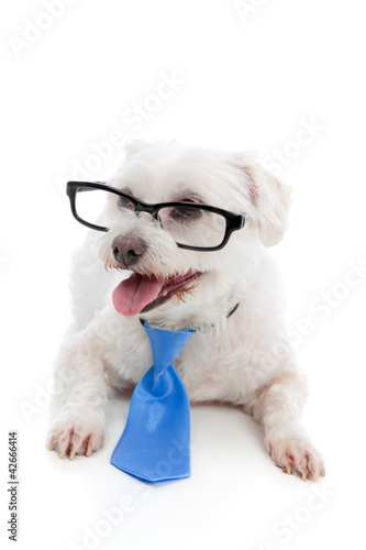Photo: Dog wearing spectacles glasses Dog wearing spectacles glasses