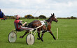 Trotting Race