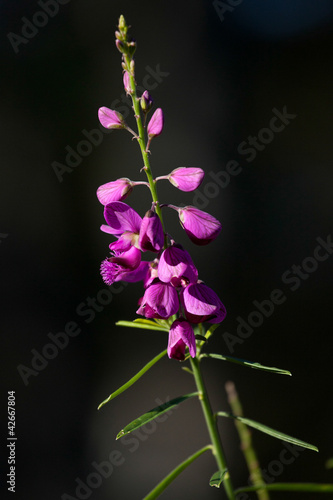 Foto: Hovea linearis Hovea linearis