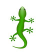 Lizard