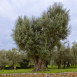 Olivo centenario