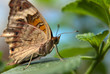 Photo: Schmetterling Schmetterling