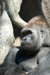 Photo: Gorilla Gorilla