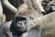 Photo: Gorilla Gorilla