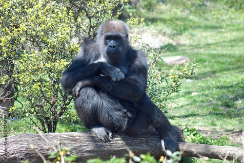 Photo: Gorilla Gorilla