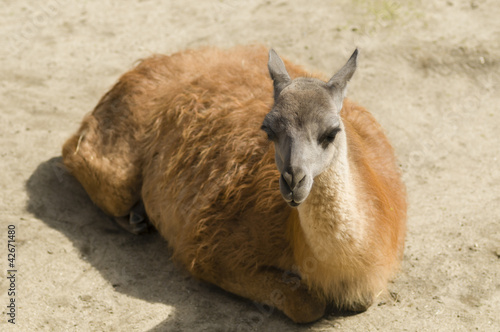 Photo: Young lama Young lama