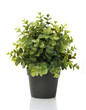 Home plant in pot