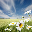 Oxeye Daisies