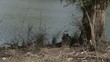 Tiger lying in the shadow under a tree, zooming in