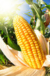 Corn field