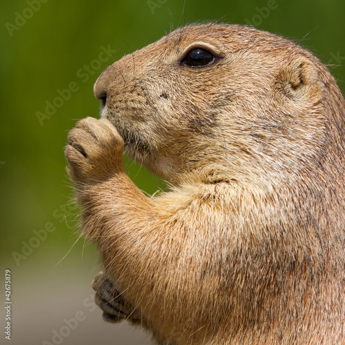 Photo: Cute prairie dog eating Cute prairie dog eating