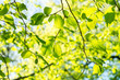 green leaf