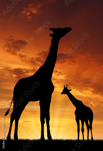 Photo: Two giraffes in the sunset Two giraffes in the sunset