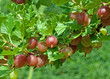 Foto: Stachelbeeren - Ribes grossularia Stachelbeeren - Ribes grossularia