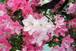 Azalea