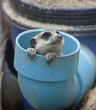 Portrait group of meerkat