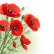 Poppies flowers border