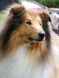 Collie portrait