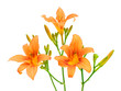 Blooming day-lily on a white background