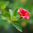Chinese red rose on a green tree