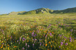 Photo: Bright spring yellow flowers, desert gold and California poppies near the mountains in the Carrizo National Monument, the US Department of Interior, in Southern California Bright spring yellow flowers, desert gold and California poppies near the mountains in the Carrizo National Monument, the US Department of Interior, in Southern California