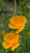 Kalifornischer Mohn vid 01