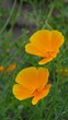 Kalifornischer Mohn vid 02