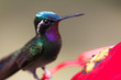 Hummingbird in Costa Rica