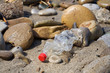 Plastic Bottle