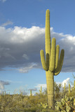 Photo: Saguaro Cactus and white puffy clouds in Springtime, Saguaro National Park West, Tucson, Arizona Saguaro Cactus and white puffy clouds in Springtime, Saguaro National Park West, Tucson, Arizona