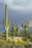 Photo: Large saguaro cactus and white puffy clouds in spring in Saguaro National Park West, Tucson, AZ Large saguaro cactus and white puffy clouds in spring in Saguaro National Park West, Tucson, AZ