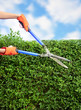 Hands with garden shears cutting a hedge in the garden