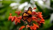 Schmetterling
