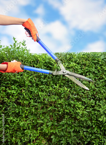 Photo: Hands with garden shears cutting a hedge in the garden Hands with garden shears cutting a hedge in the garden