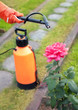 Foto: Protecting plant from vermin with pressure sprayer Protecting plant from vermin with pressure sprayer