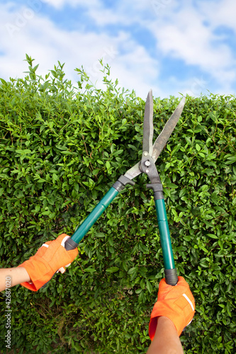 Photo: Hands with garden shears Hands with garden shears