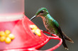 Hummingbird in Costa Rica