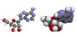 Adenosine (A, ADO)