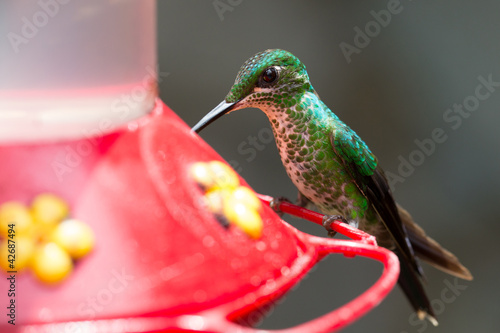 Foto: Hummingbird in Costa Rica Hummingbird in Costa Rica