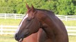 Video: horse horse