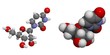Uridine (U)