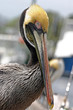Photo: Dockside Pelican Dockside Pelican