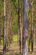 Foto: Eukalyptus - eucalyptus 18 Eukalyptus - eucalyptus 18