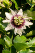 Passionfruit Flower on the Vine
